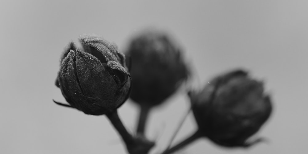 grayscale photo of flower bud