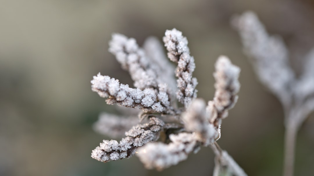 white plant in close up photography