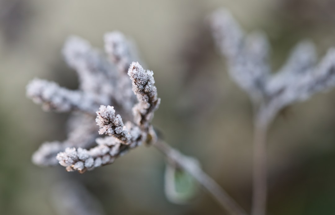 white flower in tilt shift lens