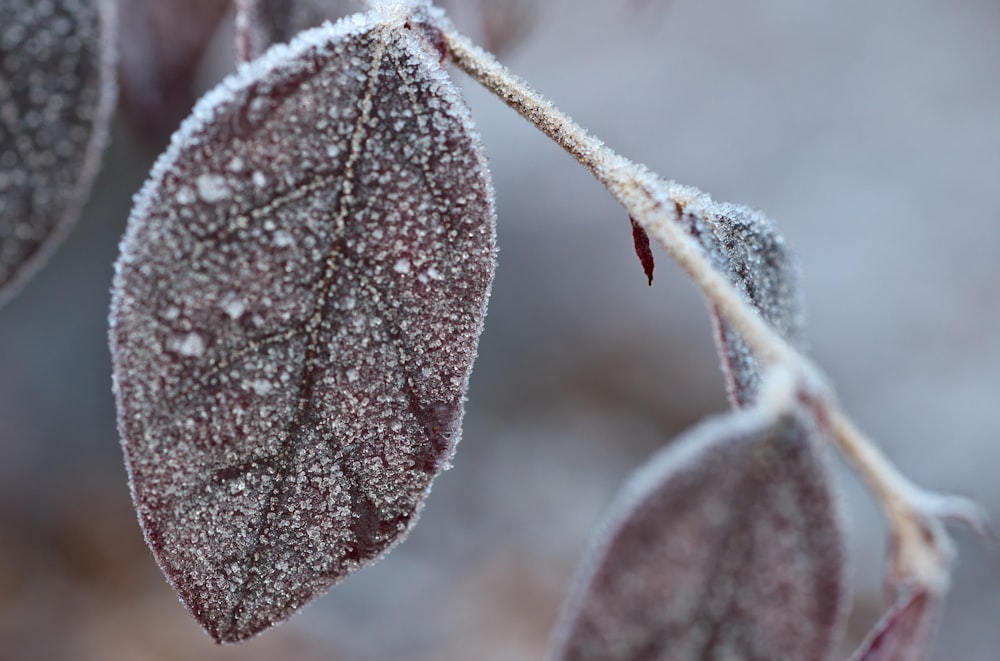 purple leaf with water droplets