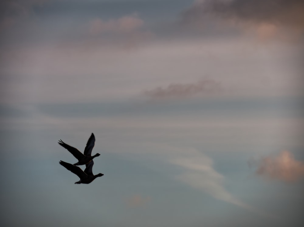 Vogel, der tagsüber über Wolken fliegt