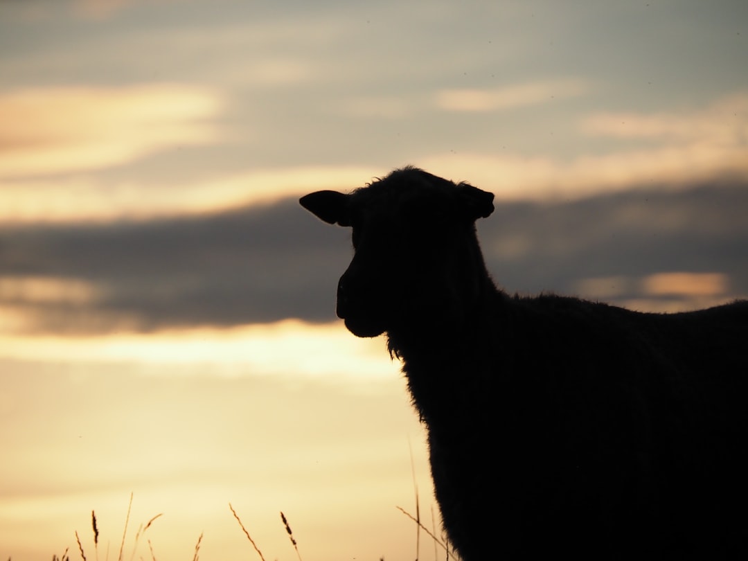 silhouette of horse on brown grass field during sunset