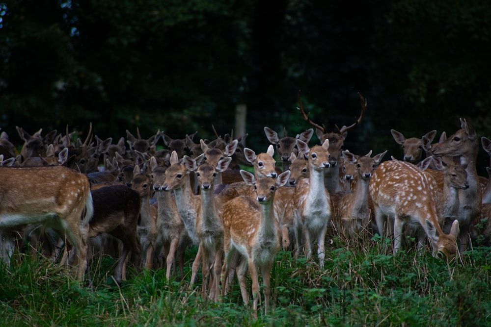 herd of deer on green grass field during daytime