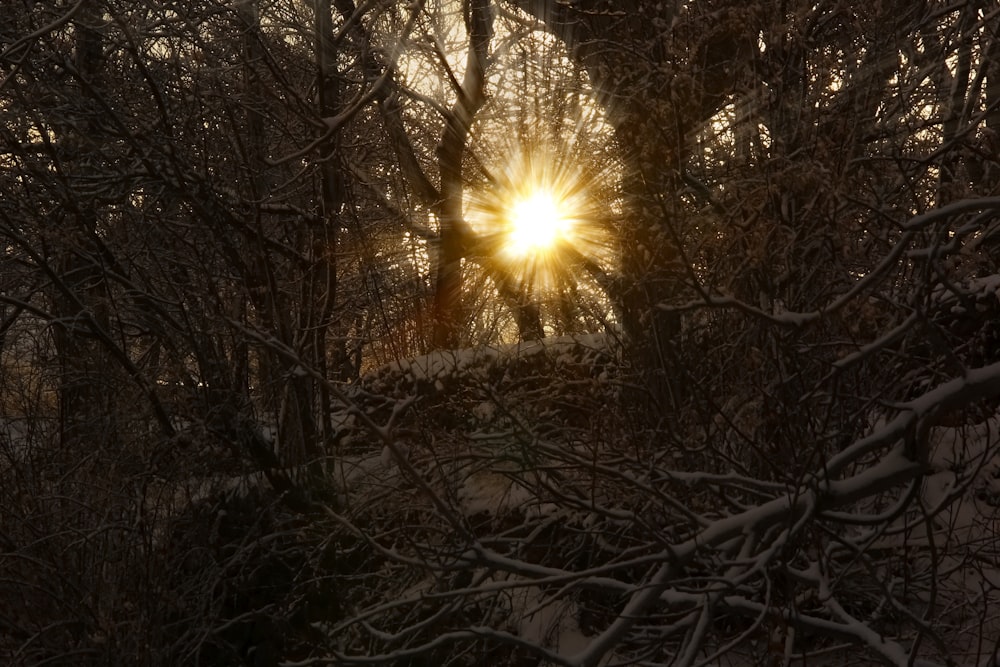 sun rays coming through trees