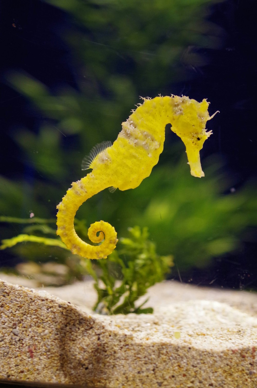 gelbe und weiße Fische im Wasser