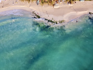 Aerial view of a beach with clear turquoise water and white sand. Waves gently washing ashore, with patches of green seaweed visible near the water's edge. A line of palm trees and beach loungers are situated along the sand, providing shade and relaxation spaces.