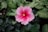 pink hibiscus in bloom during daytime