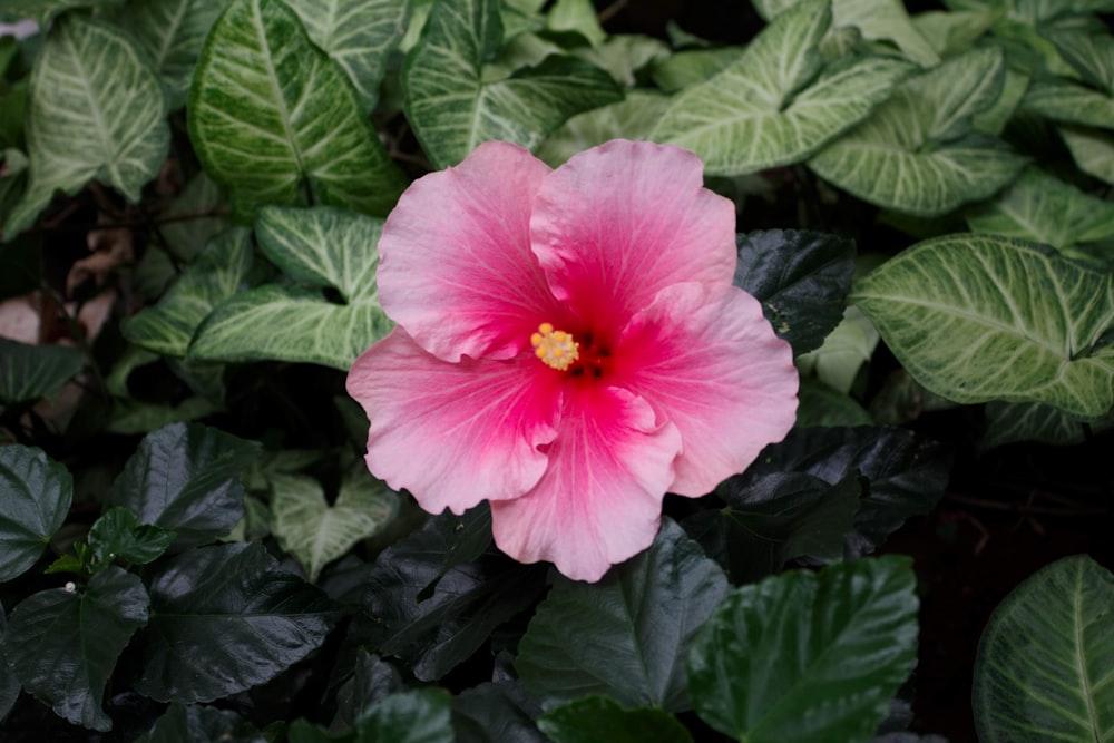 hibiscus rose en fleurs pendant la journée