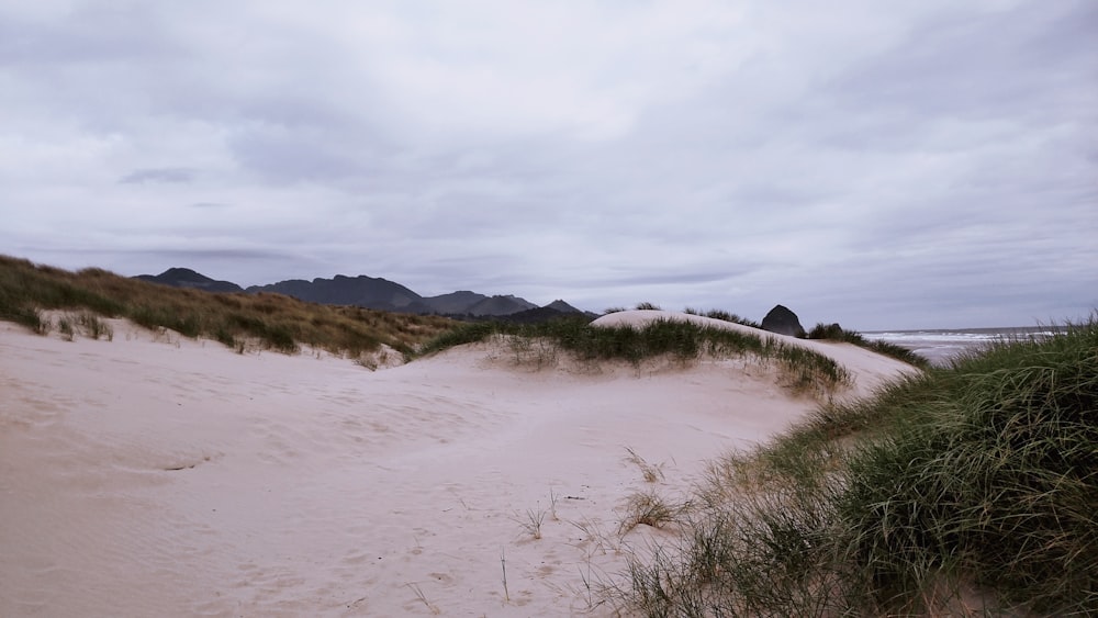 green grass on white sand during daytime