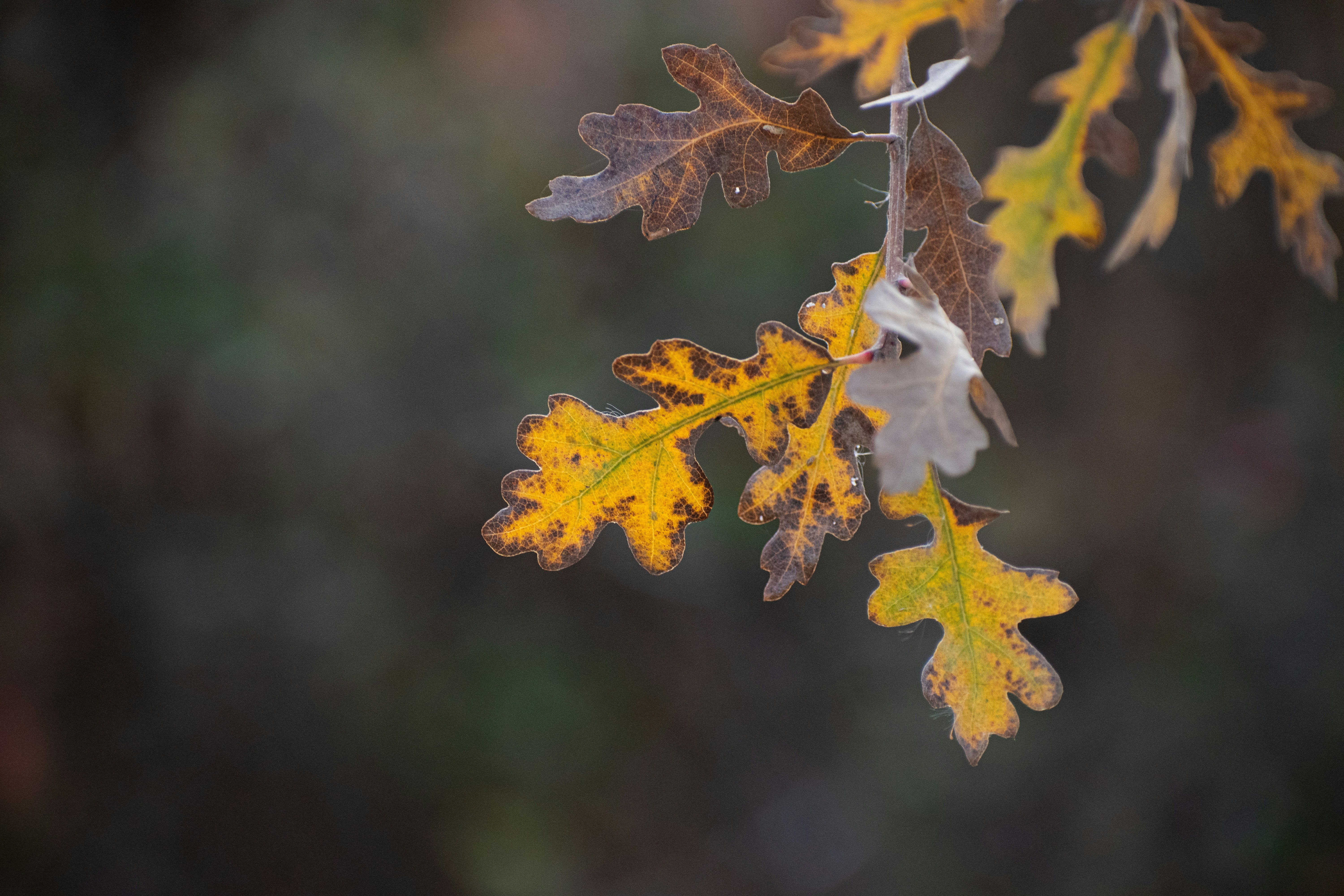 Photo by elisastonephotography