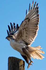 A game fowl in mid-flight, wings spread wide during its first high launch.