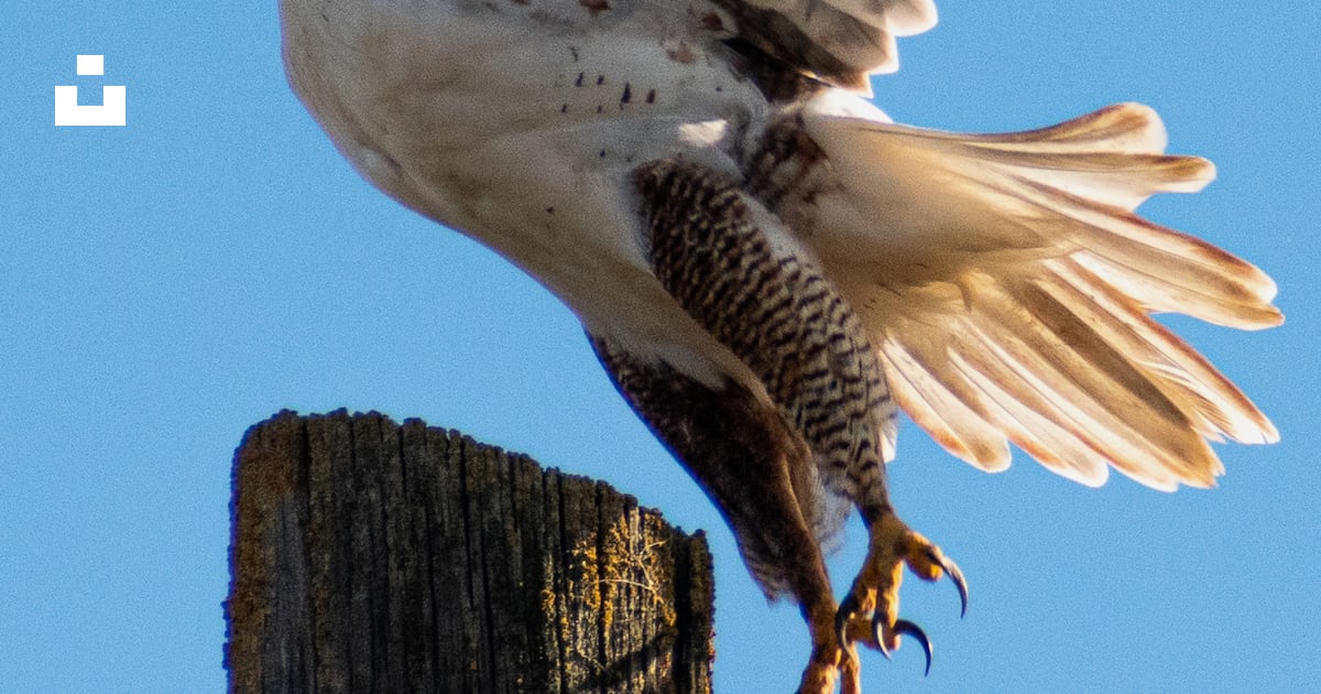 Foto zum Thema Weiße und schwarze Vögel, die tagsüber fliegen