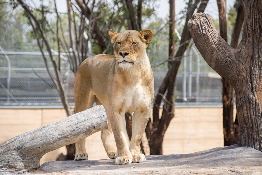 brown lioness on brown tree branch during daytime