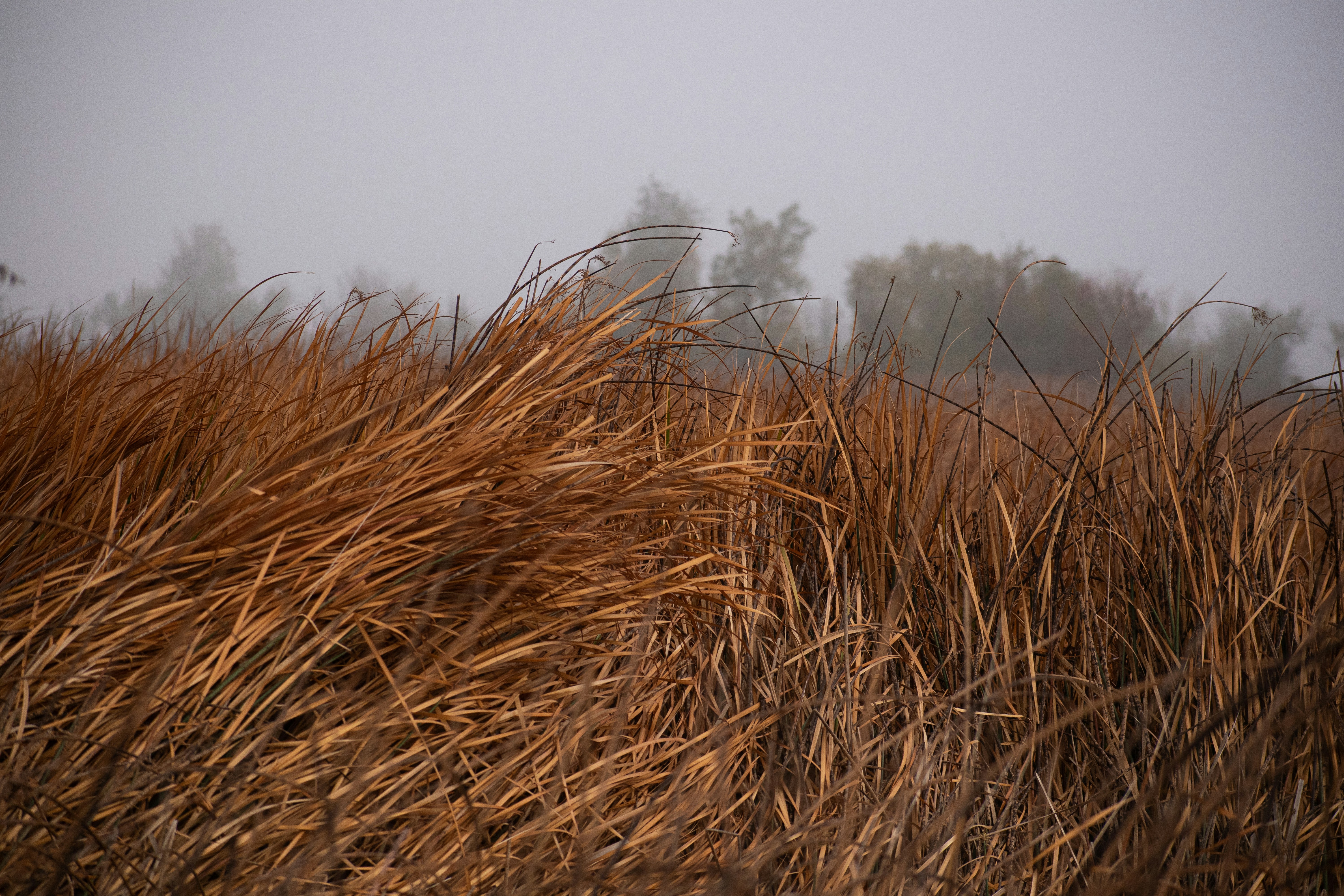 A field of tall brown grass with trees in the background photo – Free ...