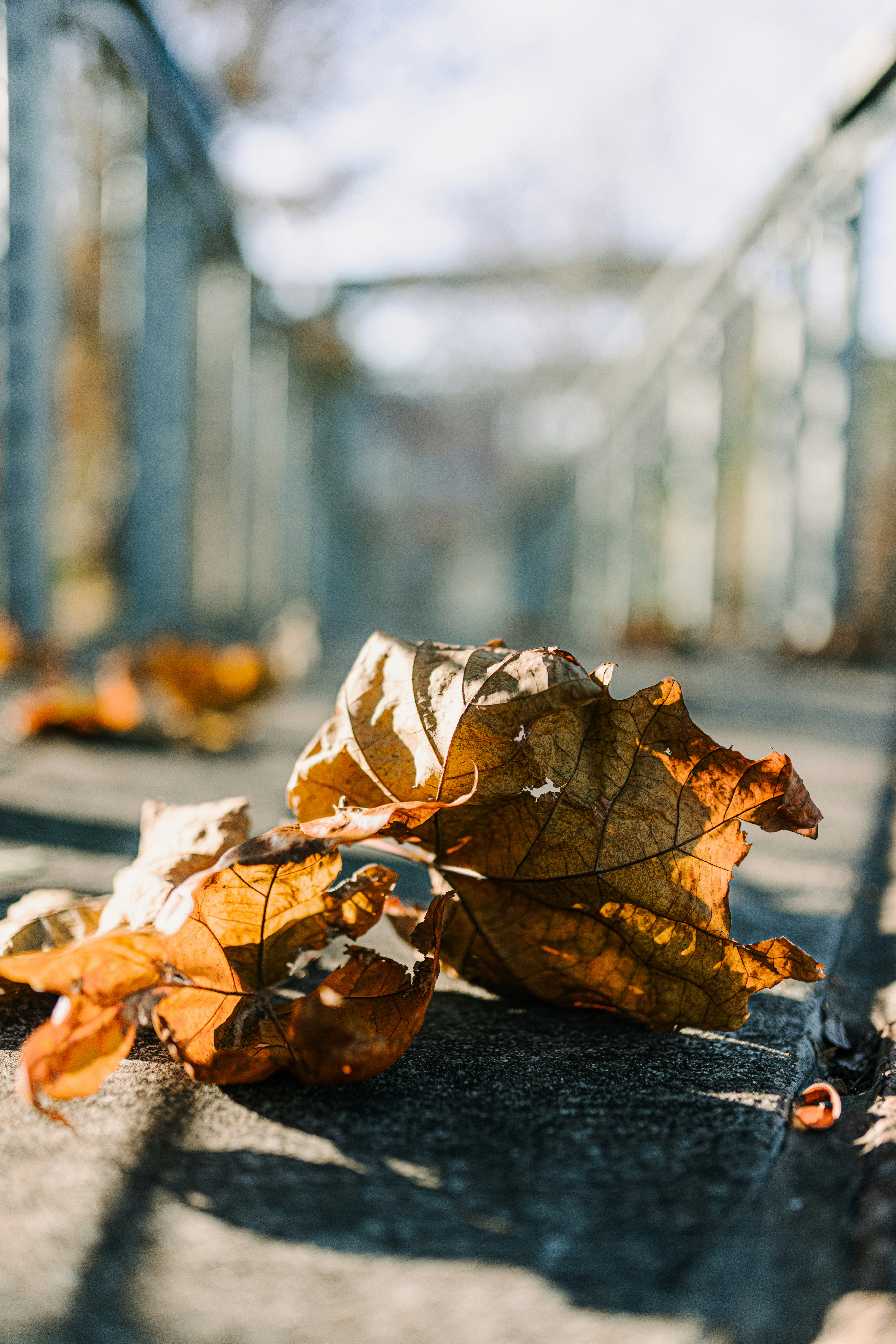 地面に横たわっている葉の束