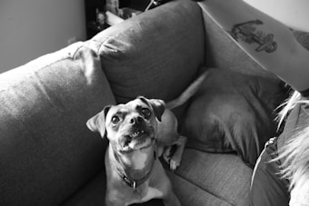 A dog is sitting on a textured couch looking up with an attentive expression. The scene includes part of a person’s arm adorned with a tattoo. The setting appears casual and indoors, with neutral-toned pillows adding to the relaxed atmosphere.