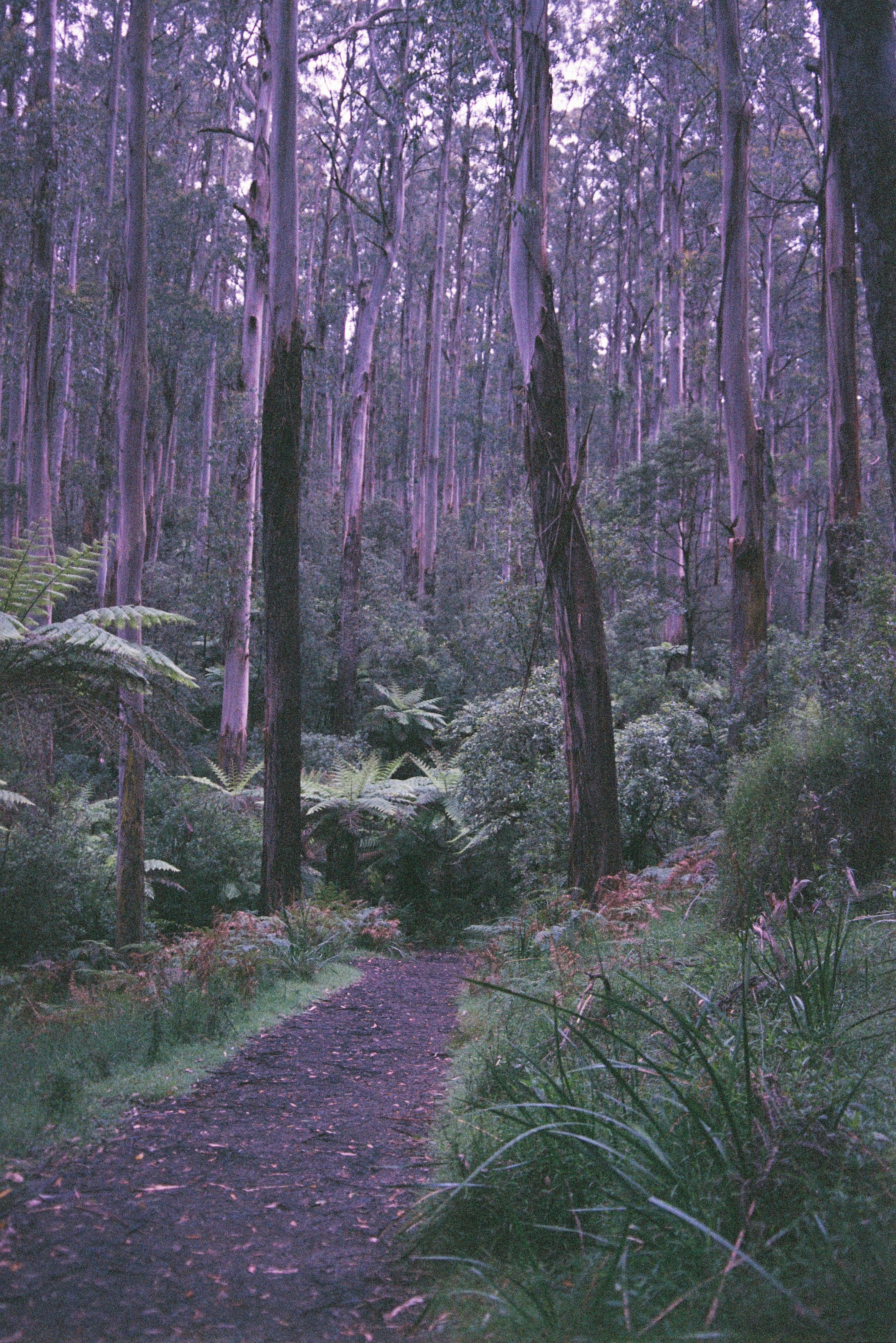 Dandenong North, Victoria