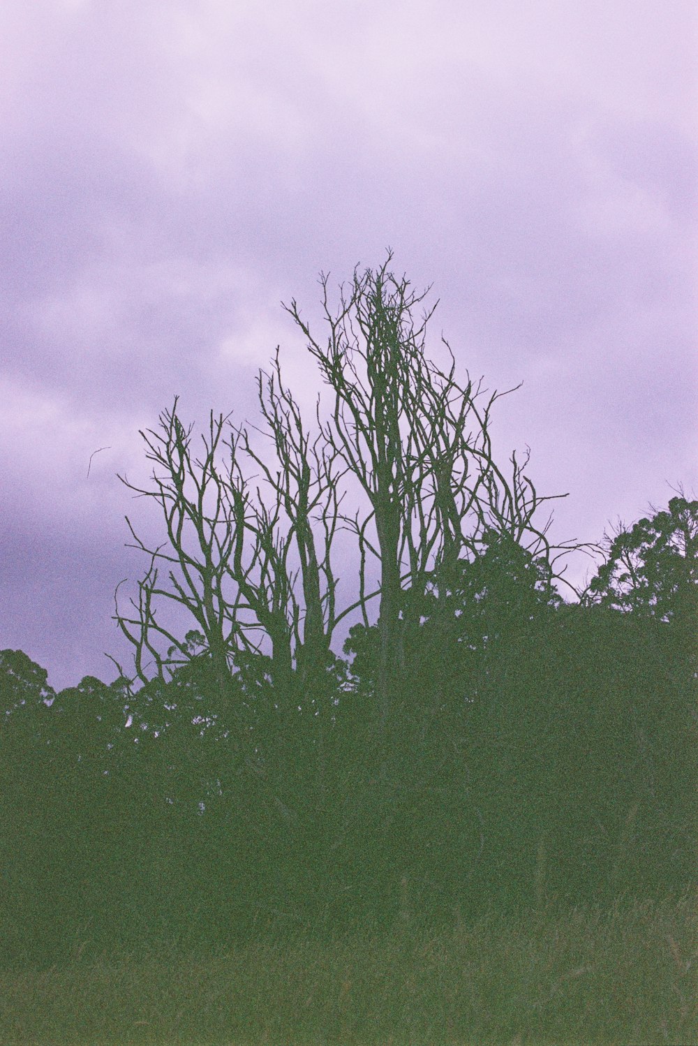 albero a foglia verde sotto il cielo nuvoloso