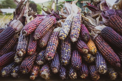 yellow and purple corn plant indian corn google meet background