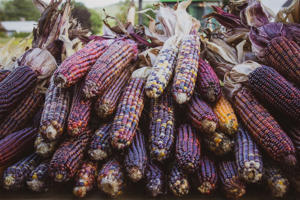 yellow and purple corn plant