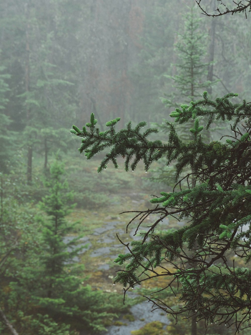 green tree in forest during daytime