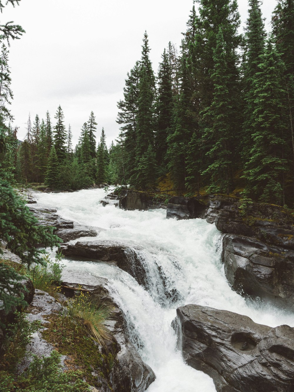 green pine trees near river during daytime