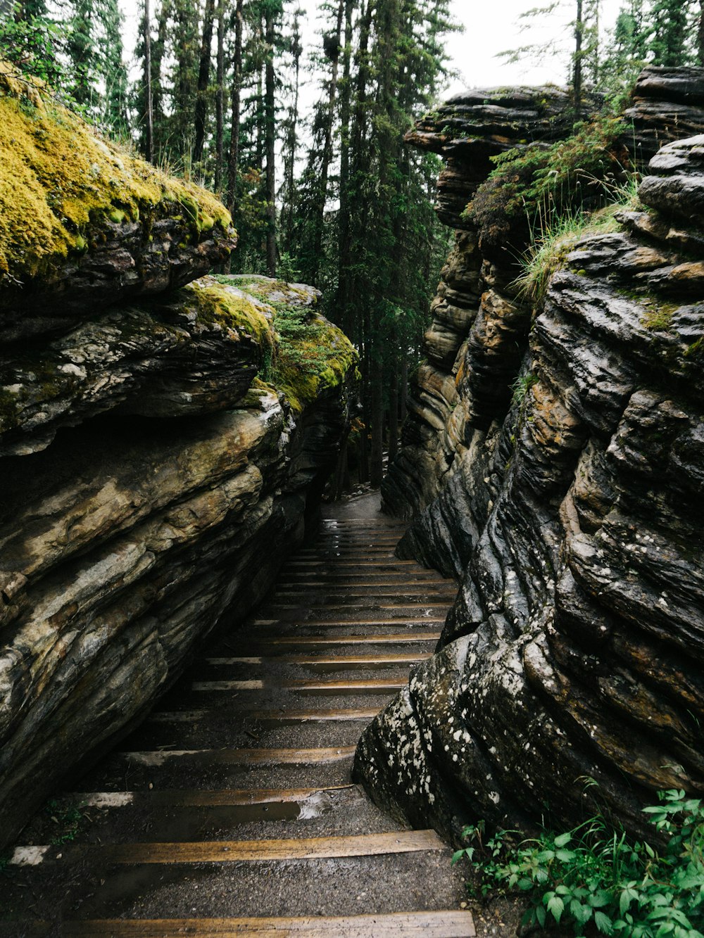 Sentier en bois brun entre des rochers recouverts de mousse verte