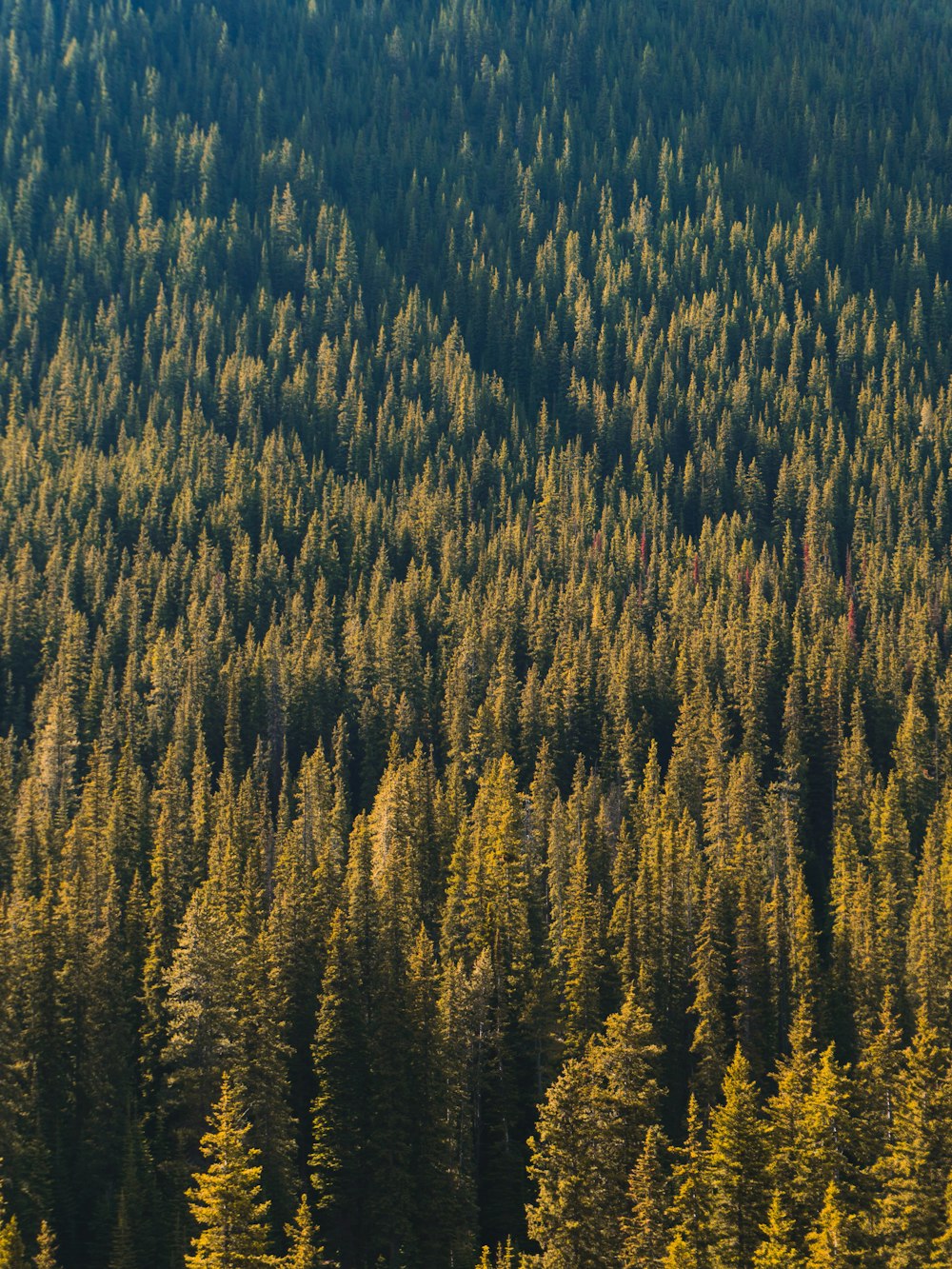 green and brown trees under blue sky