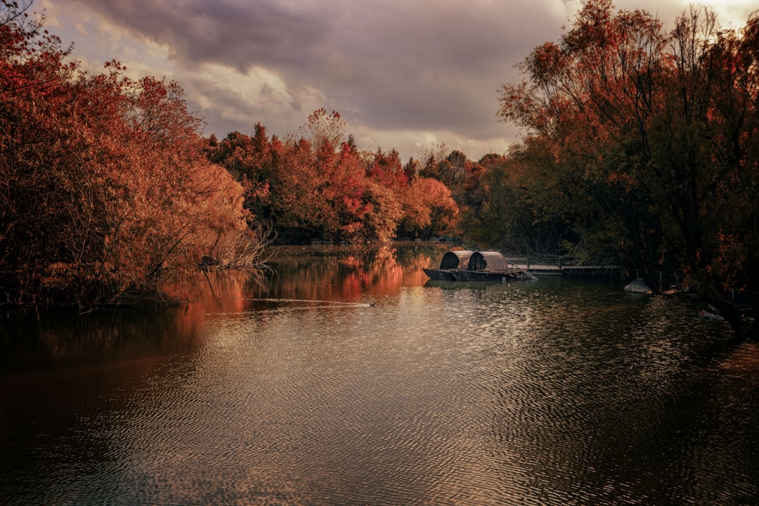 red and brown trees beside river during daytime