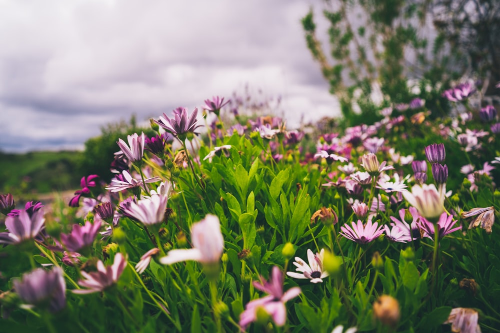 white and purple flowers on green grass field