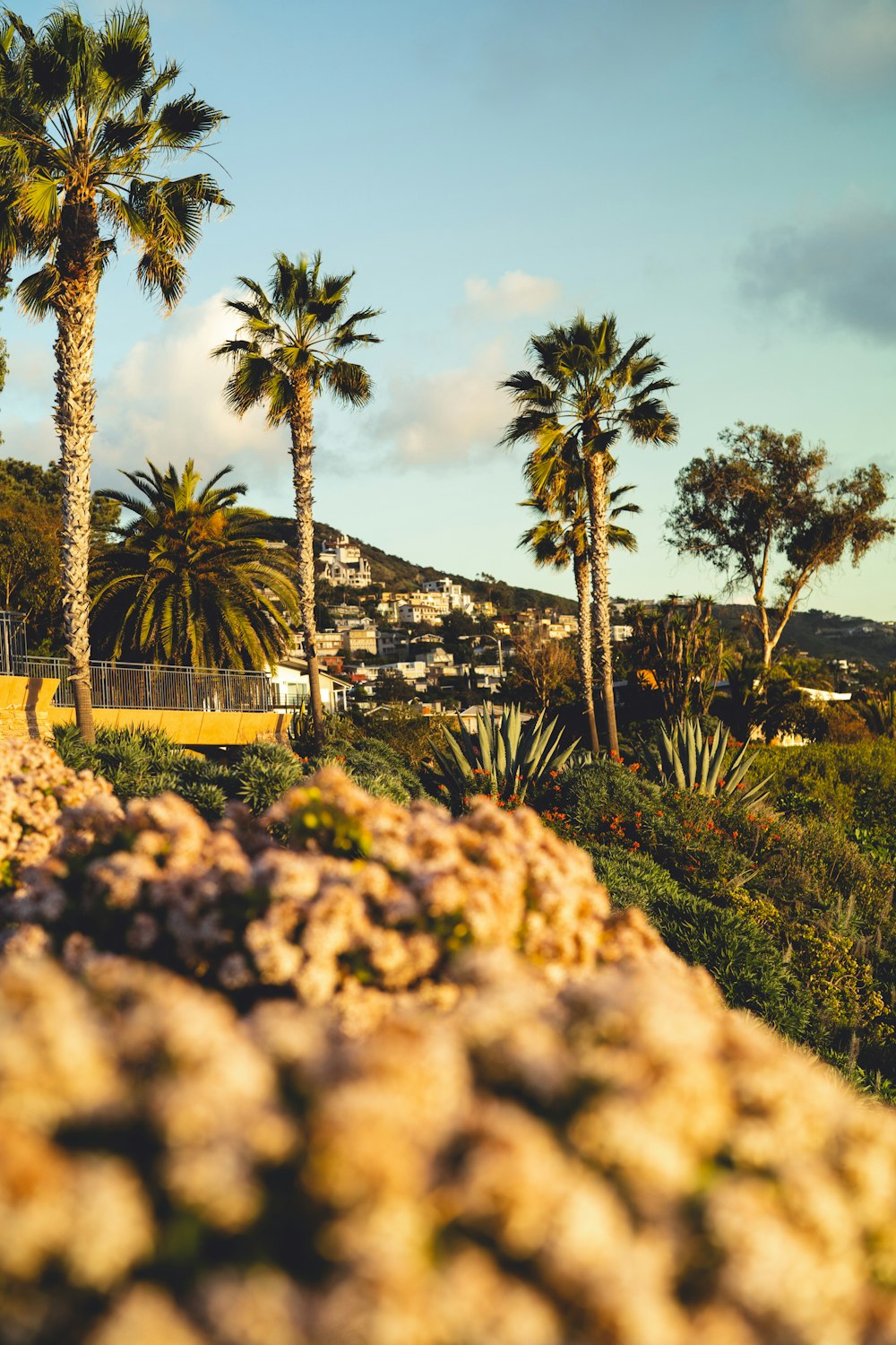 green palm tree near brown wooden fence during daytime