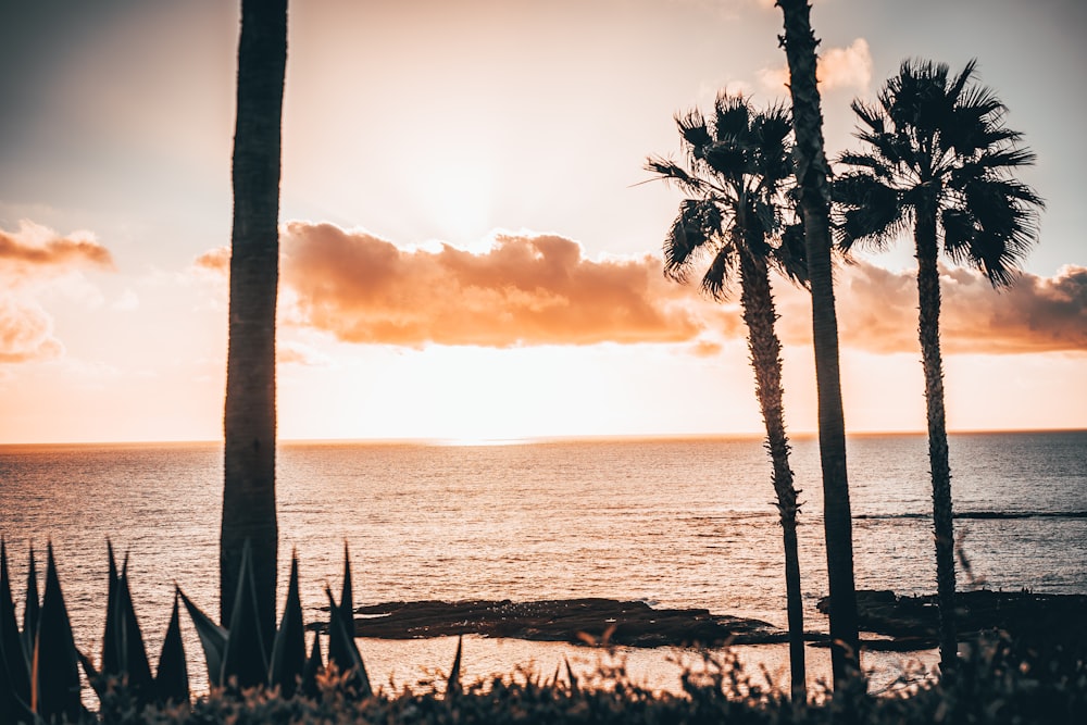 palm tree near body of water during sunset