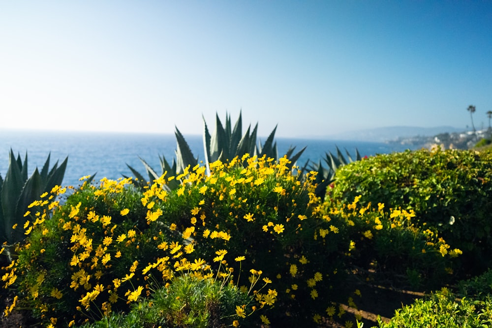 yellow flower field near body of water during daytime