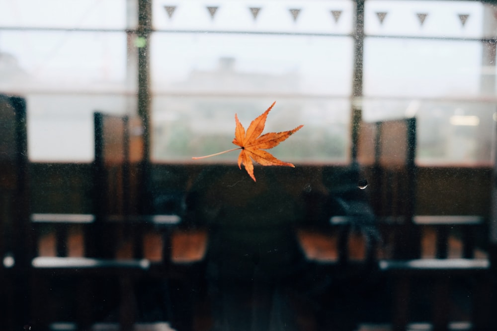 Hoja de arce marrón en ventana de vidrio