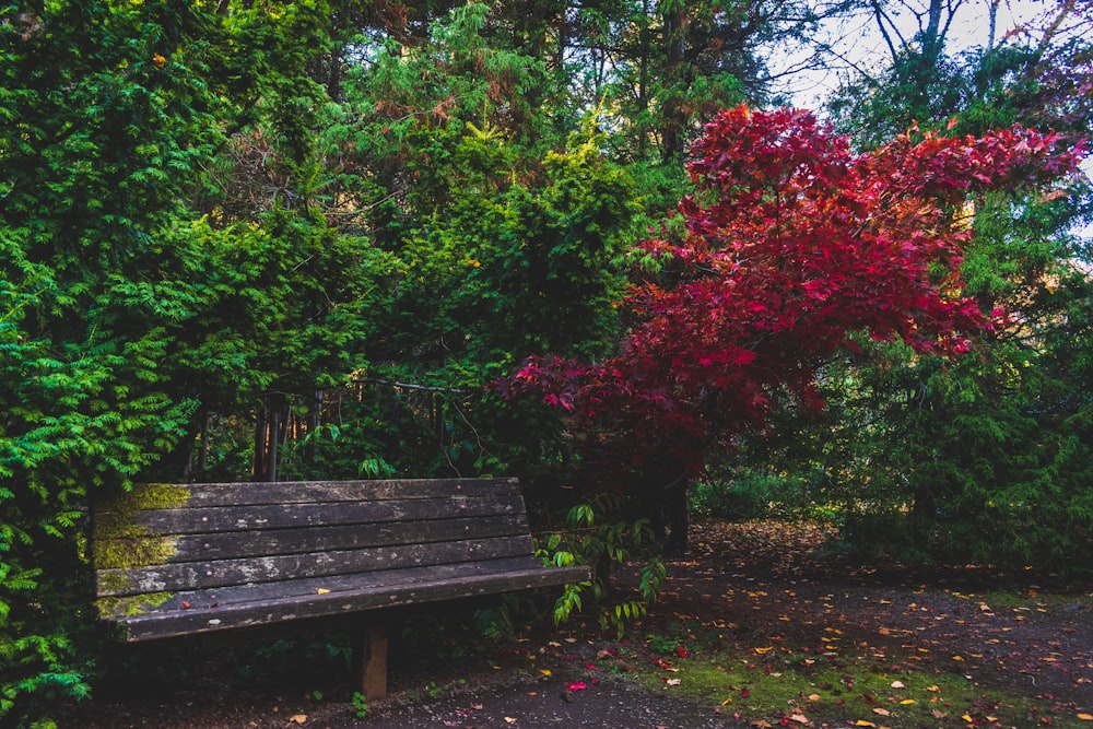 brown wooden bench near green and red trees during daytime