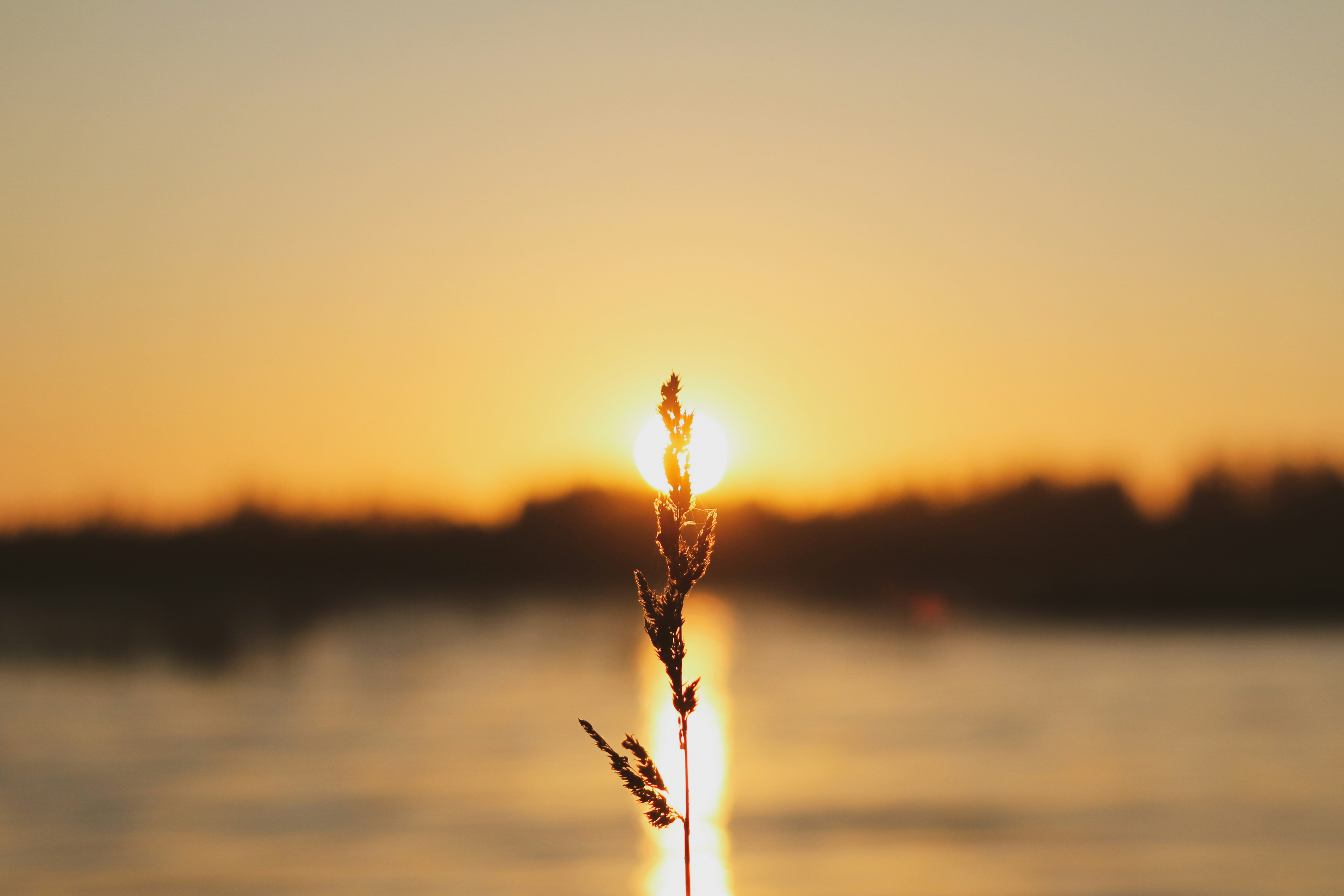 Silhouette of plant during sunset photo – Free Sunset Image on Unsplash, image size:3000x2000
