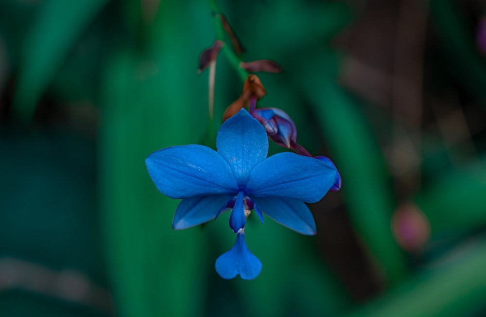 blue flower in tilt shift lens