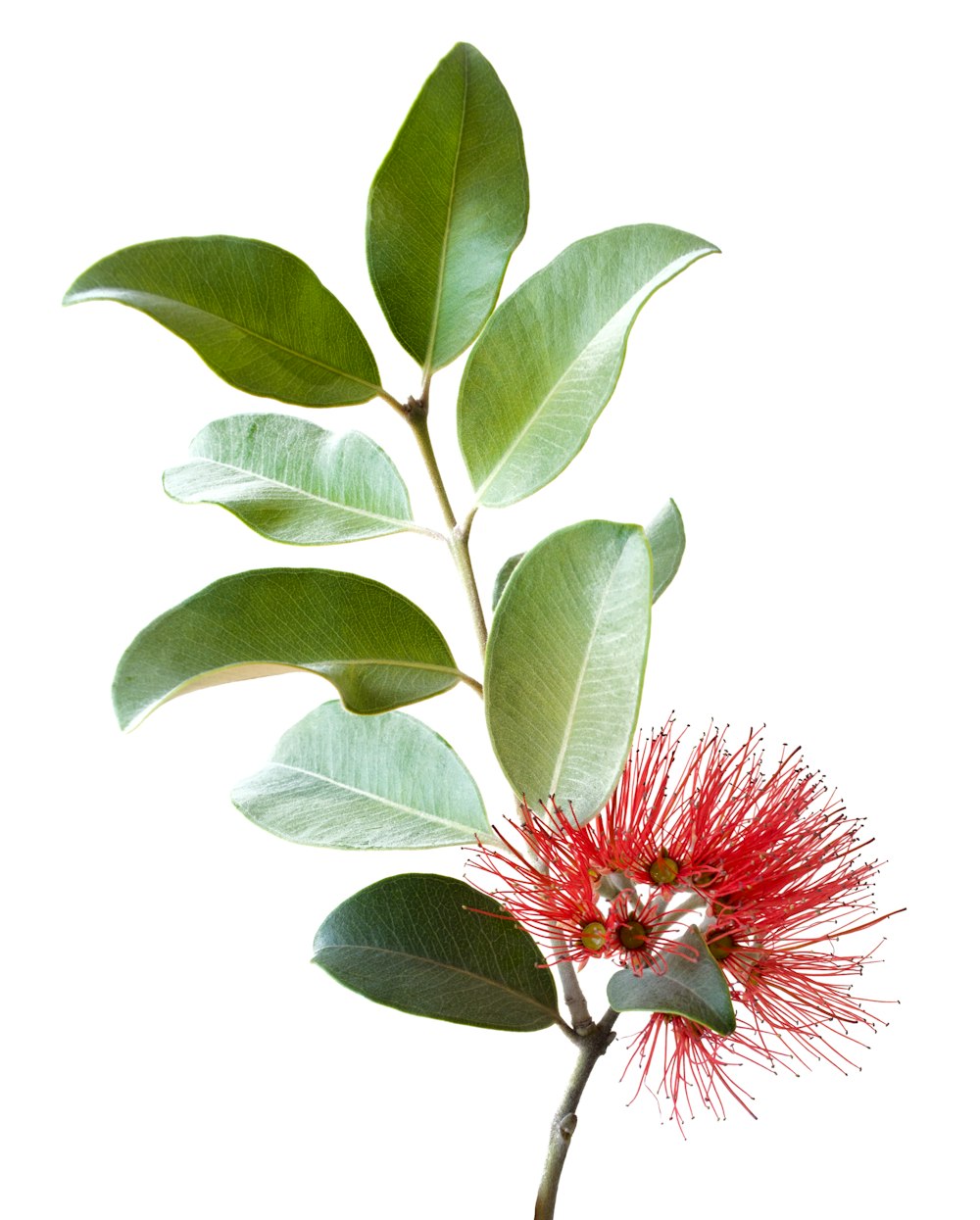 red and white flower with green leaves