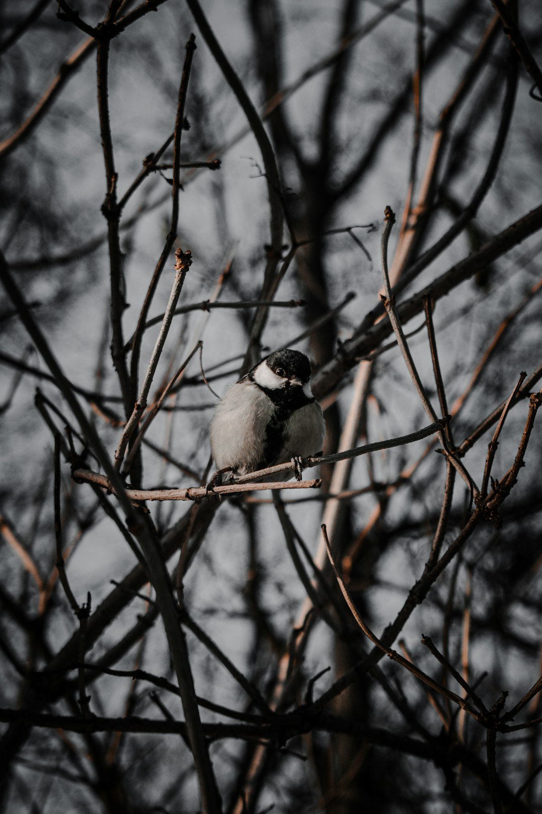 white and black bird on brown tree branch