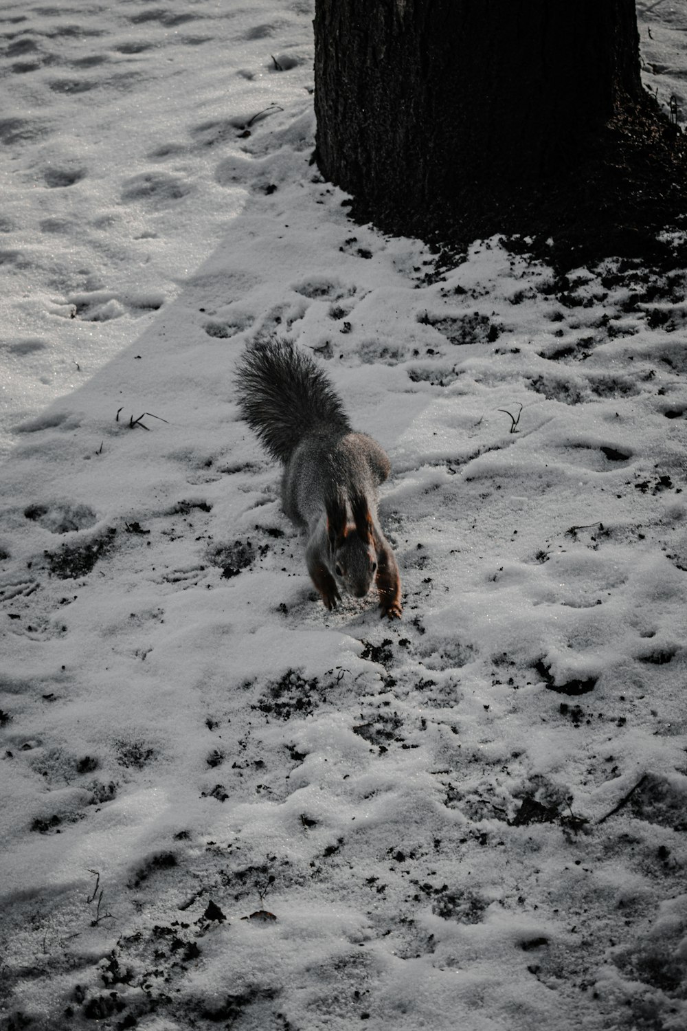 brown and black fur animal walking on snow covered ground during daytime