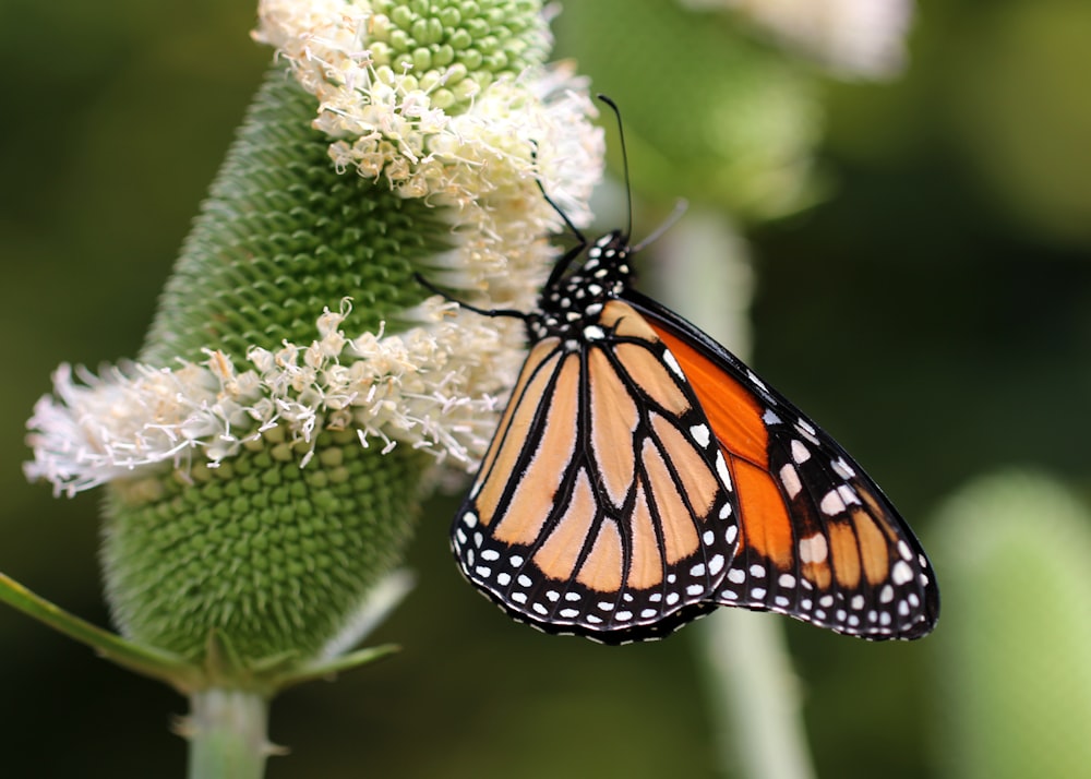 monarch butterfly perched on white flower in close up photography during daytime