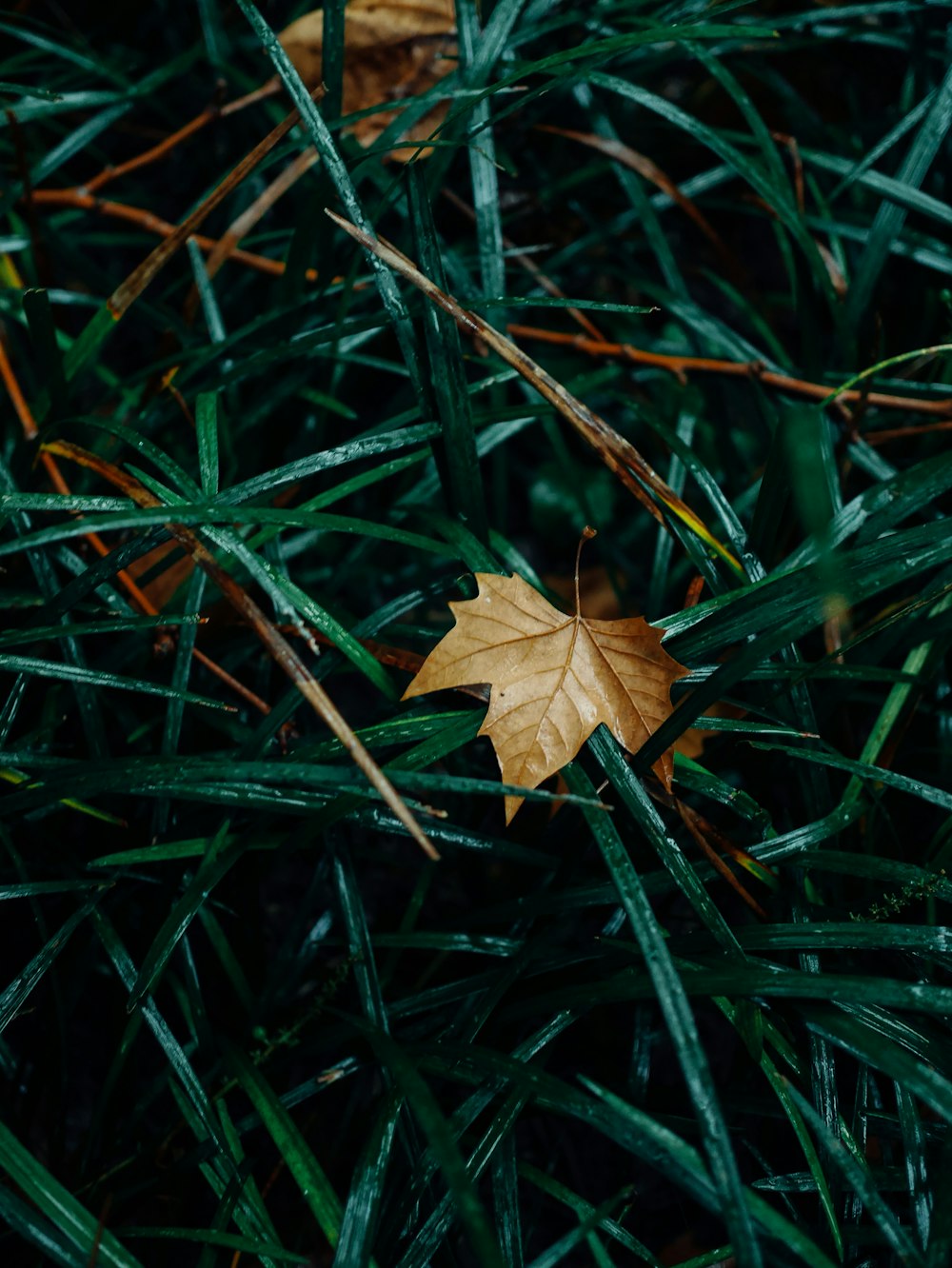 brown maple leaf on green grass