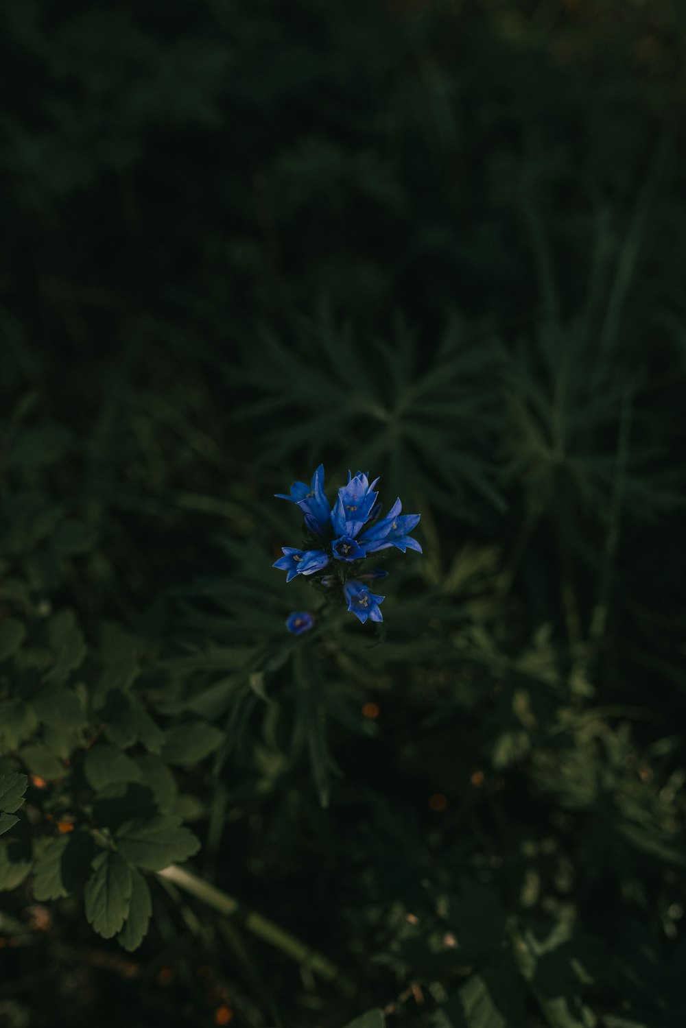 blue flower in tilt shift lens