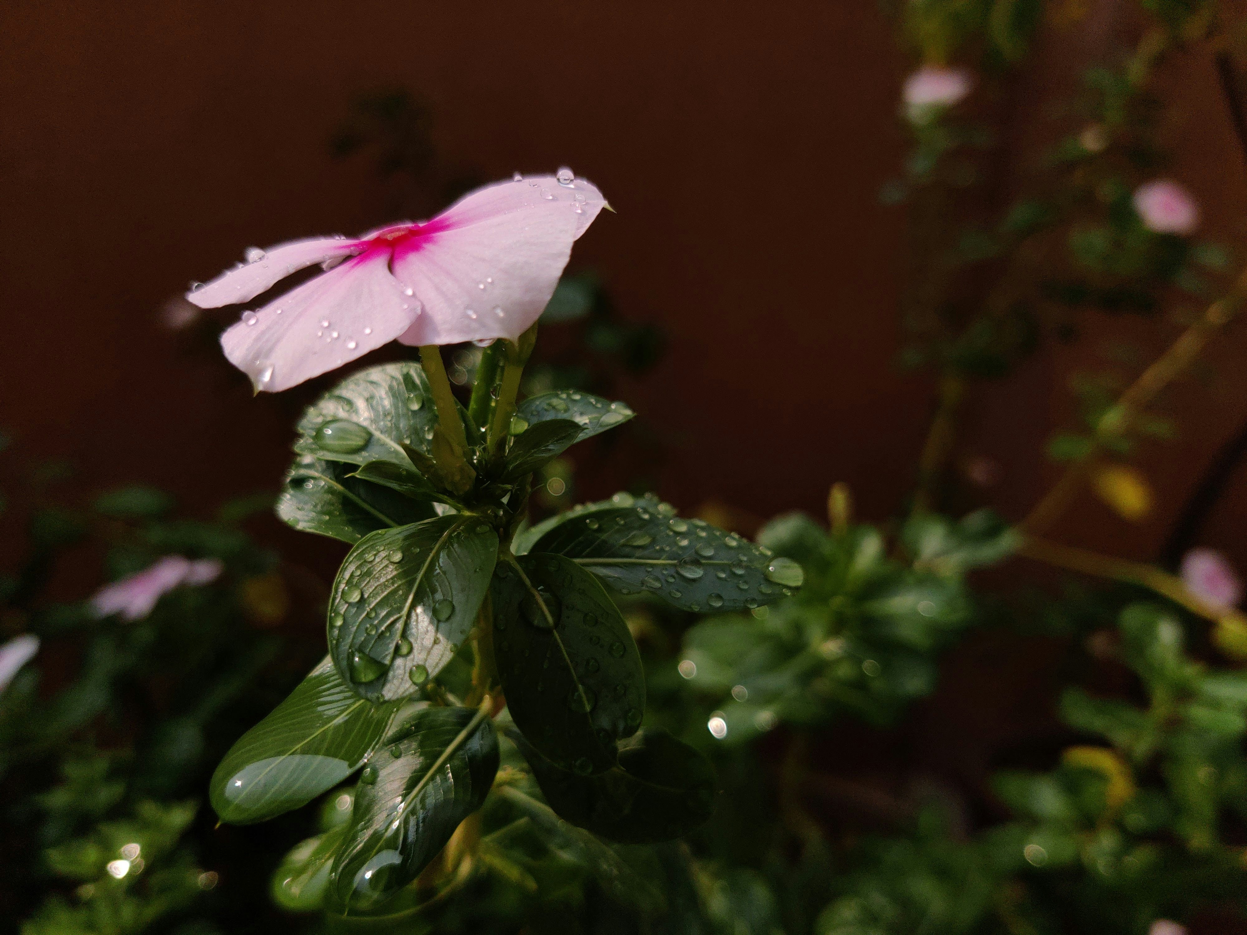 pink hibiscus in bloom during daytime