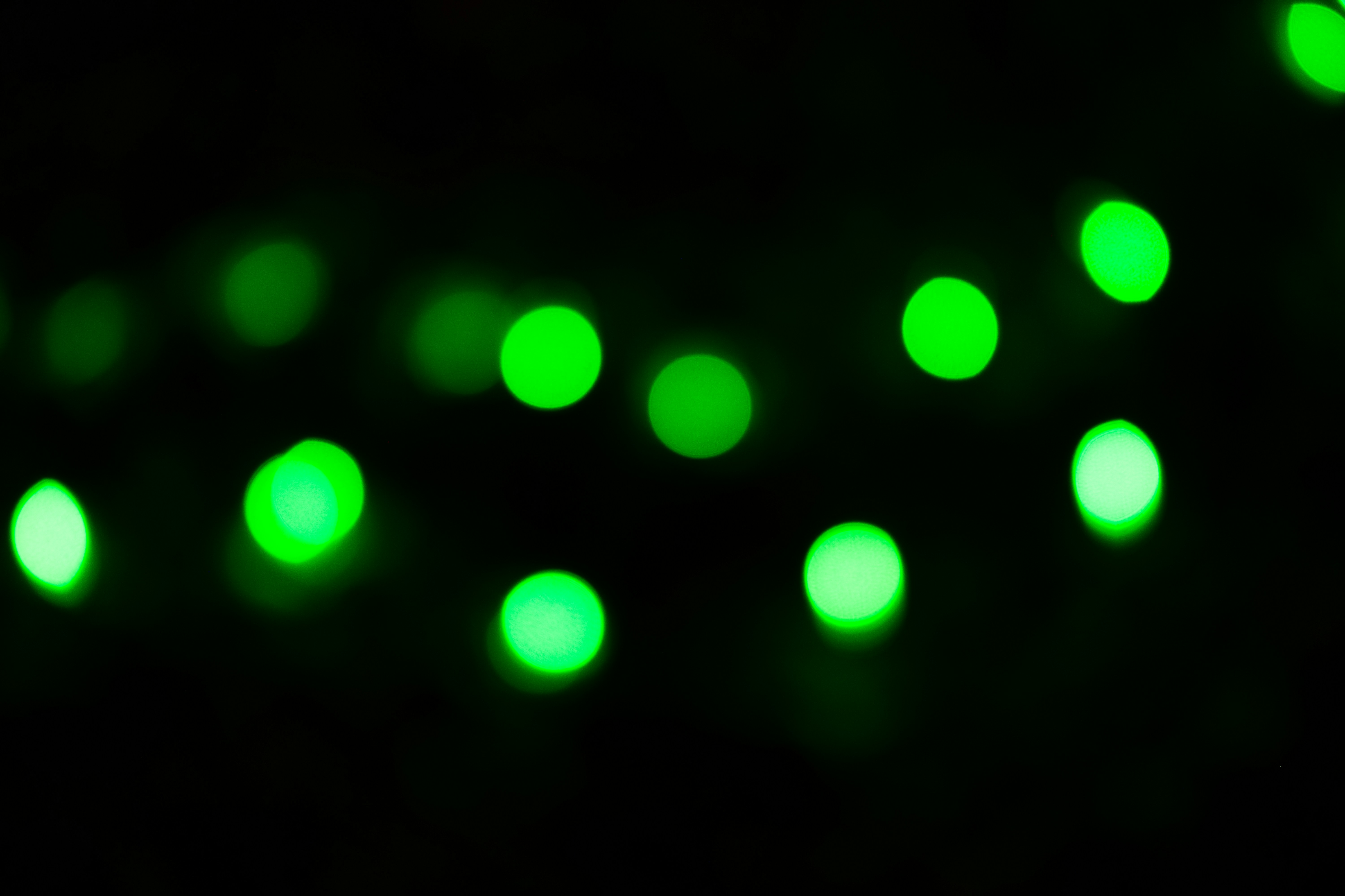 green and white light bokeh