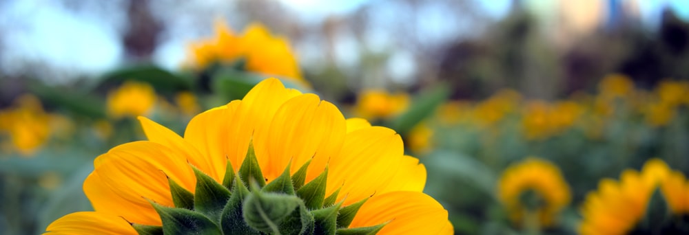 yellow flower in tilt shift lens