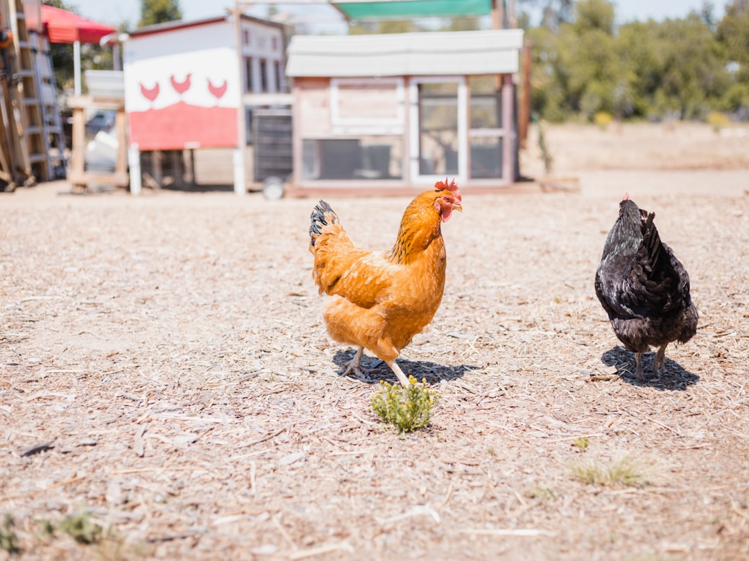 brown hen on brown soil