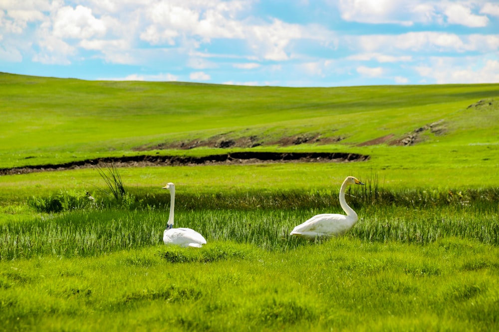 white swan on green grass field under white clouds and blue sky during daytime
