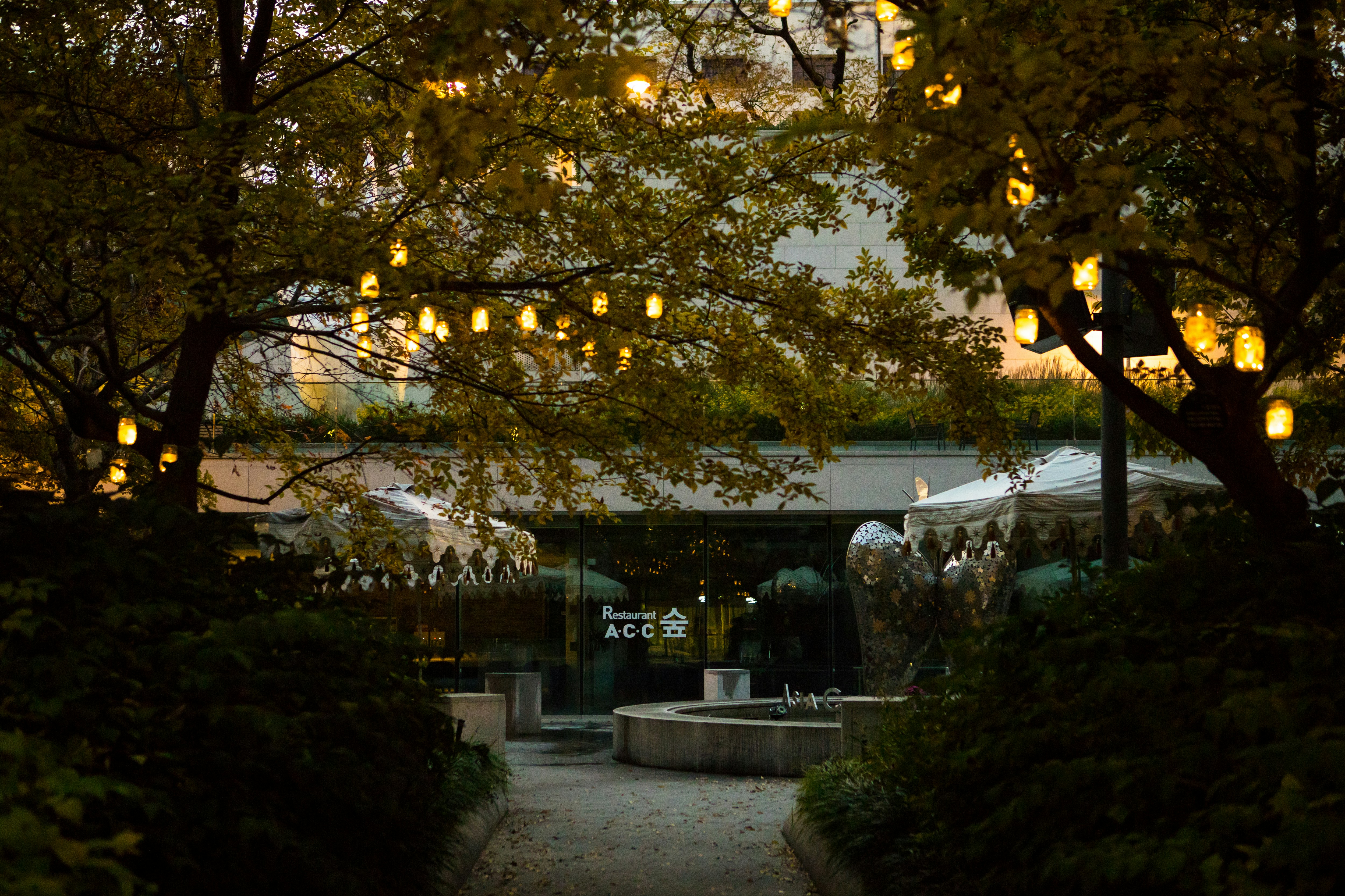 green tree with yellow string lights