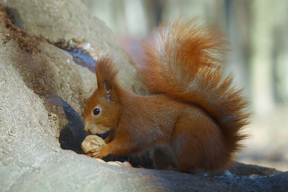 Braunes Eichhörnchen auf grauem Felsen tagsüber